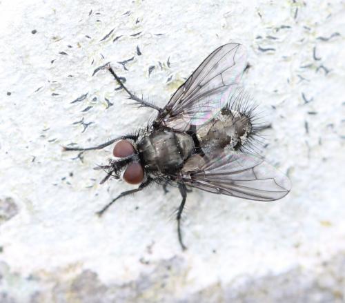 Lypha dubia